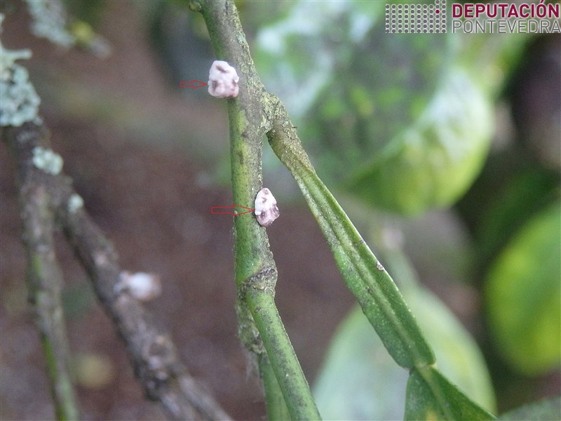 Ceroplastes sinensis >> Ceroplastes sinensis en gromo laranxeiro.jpg